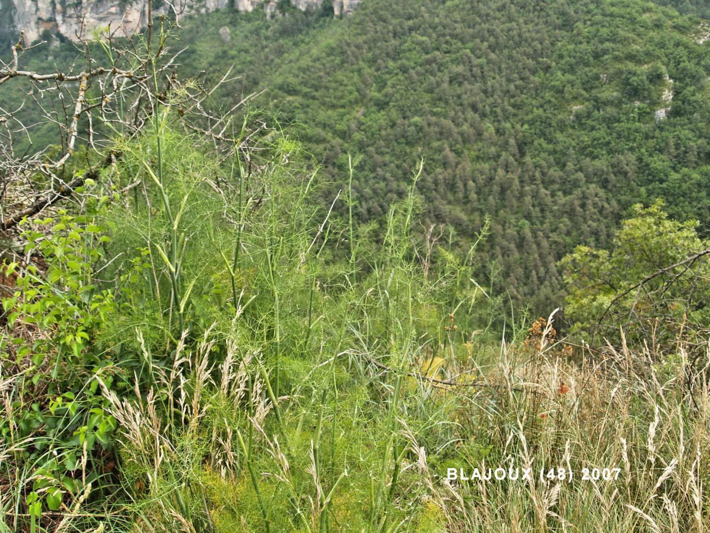 Fennel, Common plant